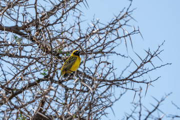 Southern Masked Weaver (Ploceus velatus) in South Africa