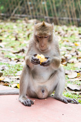 Monkey eating corn. The concept of animals in the zoo. Zoo Pattaya, Thailand