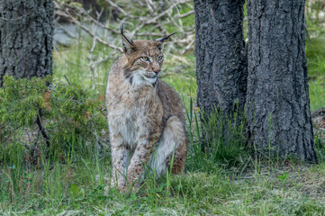 Naklejka na ściany i meble lince vigilando