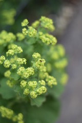 Blühender Frauenmantel