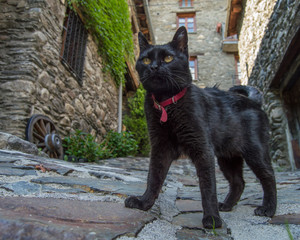 gato negro por la calle con collar rojo