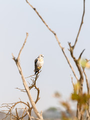 Black-shouldered Kite (Elanus axillaris)