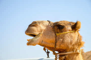 Closeup face of acamel in the desert