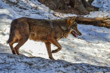Obraz premium lobo en la nieve