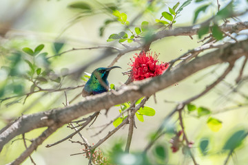 White-bellied Sunbird (Cinnyris talatala)
