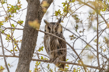 Northern White-Faced Owl (Ptilopsis leucotis)