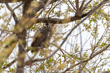 Northern White-Faced Owl (Ptilopsis leucotis)