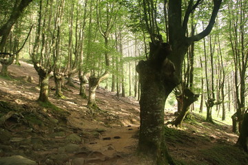 Bosque y rocas del monte Adarra