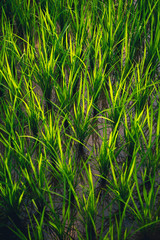 Rice on field. Green leaves background