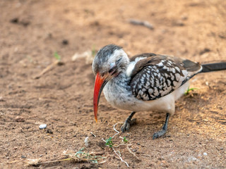 Southern Red-billed Hornbill (Tockus rufirostris)