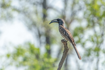 African Grey Hornbill (Tockus nasutus) © Chris
