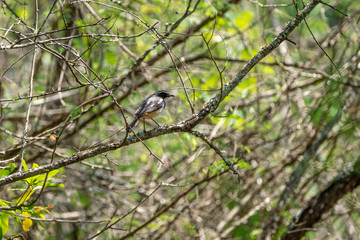 White-throated Robin-Chat (Cossypha humeralis) in South Africa