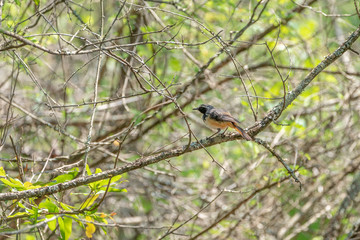 White-throated Robin-Chat (Cossypha humeralis) in South Africa