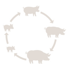 Round Stages of pig growth silhouette set. Pork production. Pig farm. Piglet grow up animation circle progression. Outline line contour vector icon flat illustration.