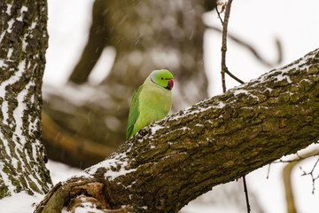 Ring-necked parakeet (Psittacula krameri) in the UK