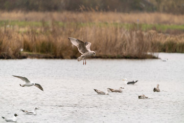 Lesser Black-Backed Gull (Larus fuscus) taken in the UK