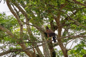 Harris's Hawk (Parabuteo unicinctus) in Puntarenas, Costa Rica