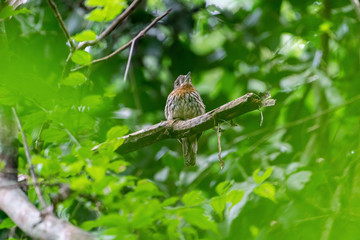 White-whiskered Puffbird (Malacoptila panamensis)