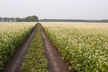 A field of buckwheat, a dirt road. Countryside. Copy space.