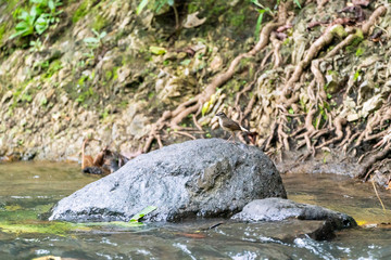 Buff-rumped Warbler (Myiothlypis fulvicauda) in Costa Rica