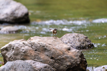 Buff-rumped Warbler (Myiothlypis fulvicauda) in Costa Rica