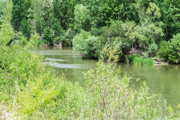 Fototapeta na wymiar river with water and vegetation