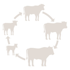 Round Stages of beefs growth set. Breeding beef production. Bull animal farm. Cattle raising. Calf grow up animation circle progression. Silhouette outline contour line vector illustration.