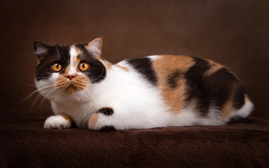 Imposante Britisch Kurzhaar Katze - Katzenaugen