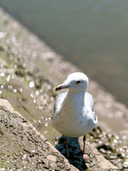 Lesser Black-Backed Gull (Larus fuscus) taken in the UK