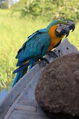 blue and yellow macaw