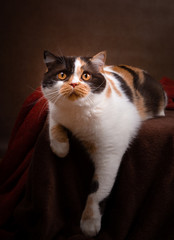 Imposante Britisch Kurzhaar Katze - Katzenaugen