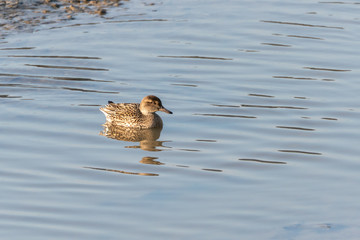 Eurasian Teal (Anas crecca) in the UK