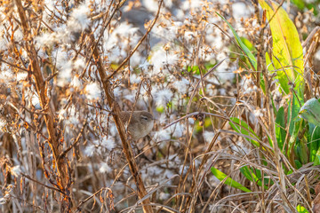Wren (Troglodytes troglodytes)