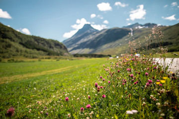 wild flowers in the mountains of Norway