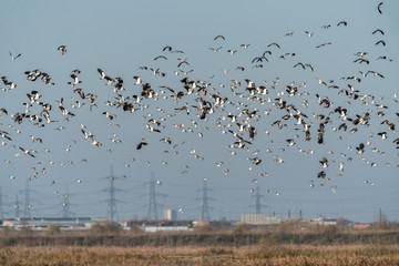 flcoks of lapwing (Vanellus vanellus) and common sandpiper (Actitis hypoleucos) in the UK