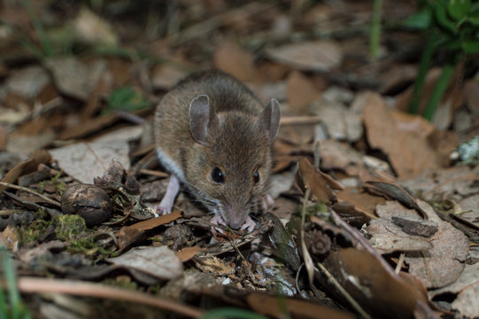 ratoncito cominedo