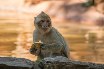 Naklejka na ściany i meble mono comiendo junto al lago, atardecer narnaja