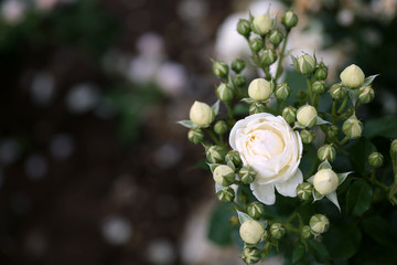 Weiße Büschelröschen