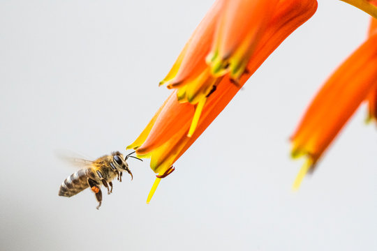 African honey bee pollinating orange Aloe flowers