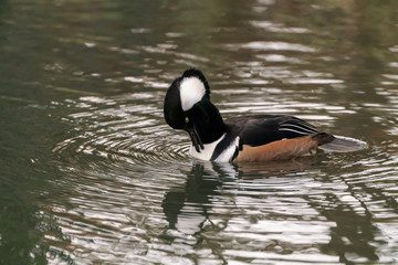 Hooded Merganser duck (Lophodytes cucullatus)