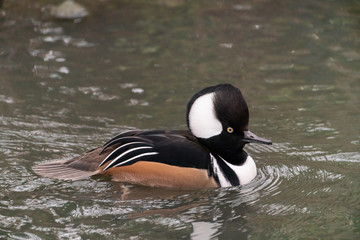Hooded Merganser duck (Lophodytes cucullatus)