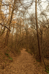 Fototapeta premium 野鳥の森 秋
