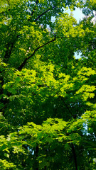Succulent green leaves of trees through which sunlight passes.