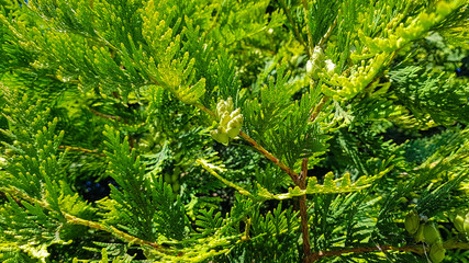 Evergreen thuja with small cones.