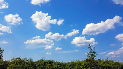 Green shrubs and blue sky with light clouds.