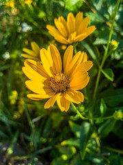 The bright yellow flower of Heliopsis looks like a little sun.