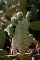 Close-Up Of Prickly Pear Fruits On Cactus