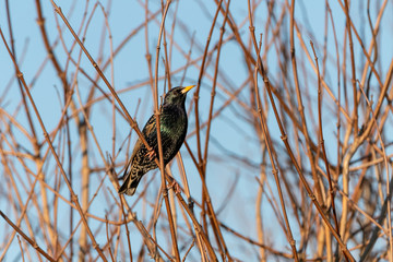 Common starling (Sturnus vulgaris) taken in the UK
