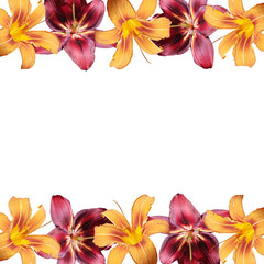Beautiful floral background of orange and burgundy lilies. Isolated 
