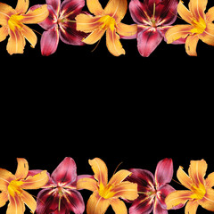 Beautiful floral background of orange and burgundy lilies. Isolated 